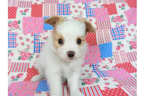 成約済の千葉県のパピヨン-69024の6枚目